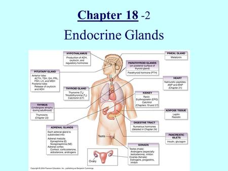 Chapter 18 -2 Endocrine Glands.