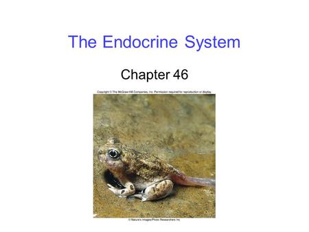 The Endocrine System Chapter 46.