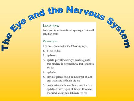 The Eye and the Nervous System