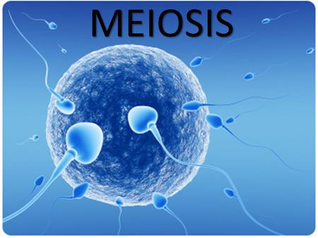 MEIOSIS.