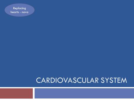 CARDIOVASCULAR SYSTEM