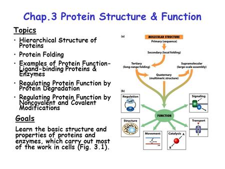 Chap.3 Protein Structure & Function