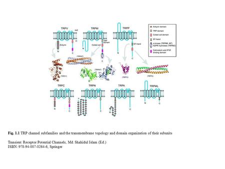 Fig. 1.1 TRP channel subfamilies and the transmembrane topology and domain organization of their subunits Transient Receptor Potential Channels, Md. Shahidul.