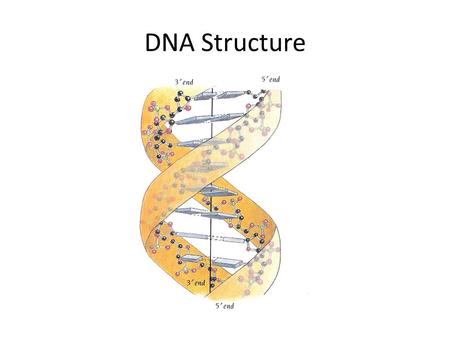 DNA Structure. All nucleotides contain three components: 1. A nitrogen heterocyclic base 2. A pentose sugar 3. A phosphate residue Nucleic Acids DNA and.