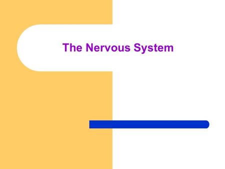 The Nervous System. Neurons: specialized cells of the nervous system. 3 major regions: – 1) Dendrites: receive signals from other neurons – 2) Cell Body: