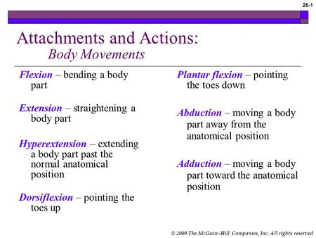 Attachments and Actions: Body Movements