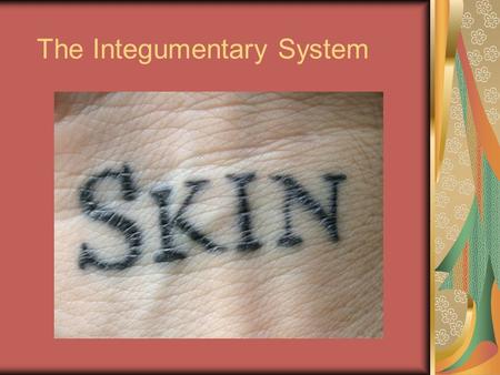 The Integumentary System. Integumentary System Integumentary system = Skin Nails Hair Glands Nerve endings.