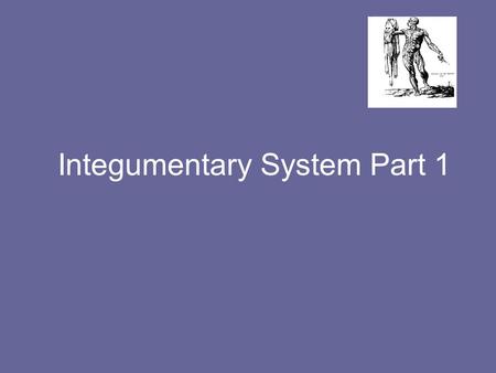 Integumentary System Part 1. The Integumentary system (skin) is made up of several layers: The hypodermis The epidermis The dermis.