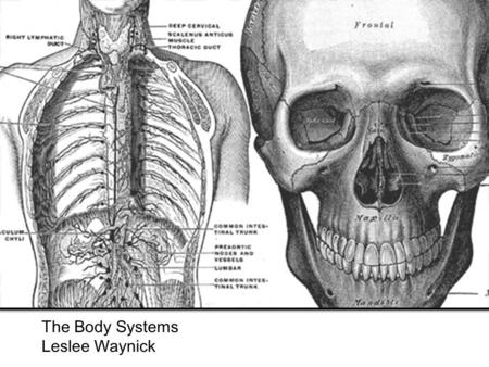 The Body Systems Leslee Waynick. Cardiovascular System The Cardiovascular System distributes blood throughout your body. The average adult has 5-6 liters.