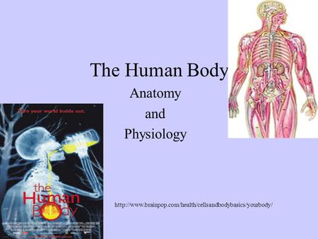 Anatomy and Physiology