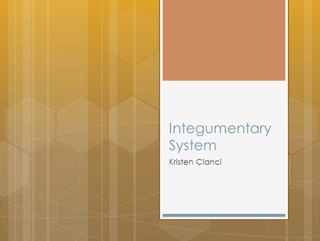 Integumentary System Kristen Cianci. What is it?  Includes skin, hair, and nails  Body’s largest organ  15% of total body weight.