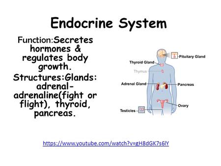 Function:Secretes hormones & regulates body growth.