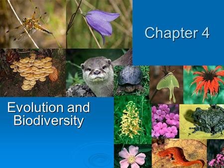 Chapter 4 Evolution and Biodiversity. Chapter Overview Questions  How do scientists account for the development of life on earth?  What is biological.