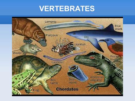 VERTEBRATES.