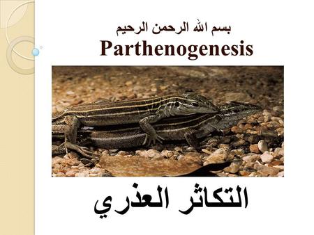 بسم الله الرحمن الرحيم Parthenogenesis