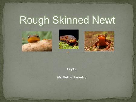 Lily B. Mr. Nuttle Period: 7. Orange Underbelly : To warn predators of it’s poison. Rough Skin: The bumps on the skin are glands that release the poison.