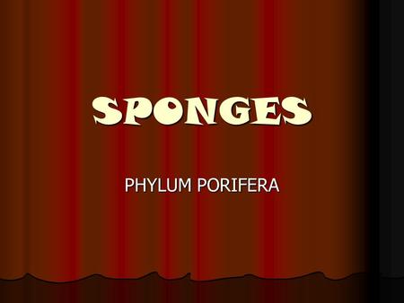 SPONGES PHYLUM PORIFERA.