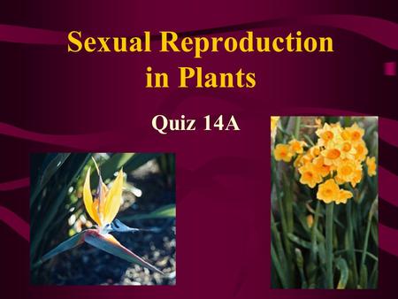 Sexual Reproduction in Plants