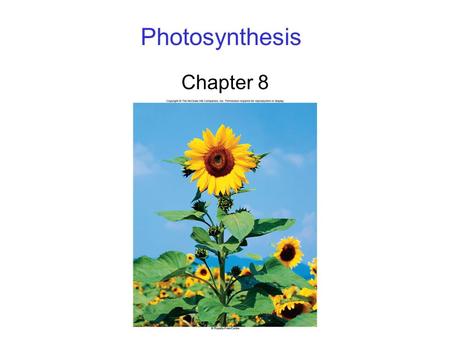 Photosynthesis Chapter 8.