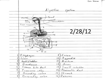 2/28/12. The Digestive System The function of the digestive system is to convert food that you eat into energy. This energy can be used right away or.