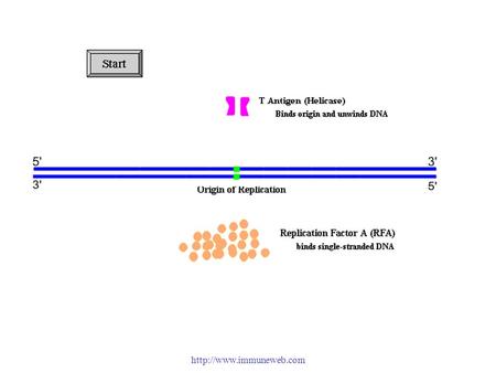 免疫学信息网  RF-C is a five-subunit complex All subunits are related in sequence and have ATP binding motifs ATP hydrolysis.