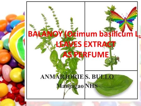 BALANOY (Ocimum basilicum L.) LEAVES EXTRACT