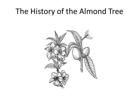 The History of the Almond Tree. The Almond Tree, believe it or not, is a member of the rose family, Chris Barber! It is however closely related to the.