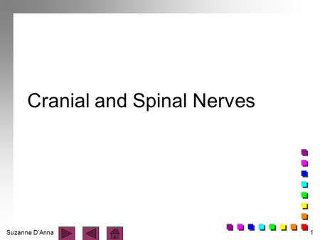 Suzanne D'Anna1 Cranial and Spinal Nerves. Suzanne D'Anna2 Cranial Nerves n emerge from the brain n emerge through holes in the cranium - cranial foramina.