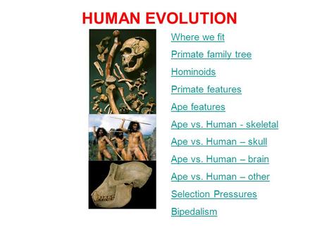 HUMAN EVOLUTION Where we fit Primate family tree Hominoids Primate features Ape features Ape vs. Human - skeletal Ape vs. Human – skull Ape vs. Human –