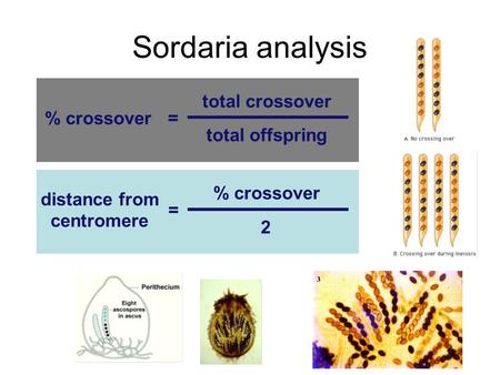 distance from centromere