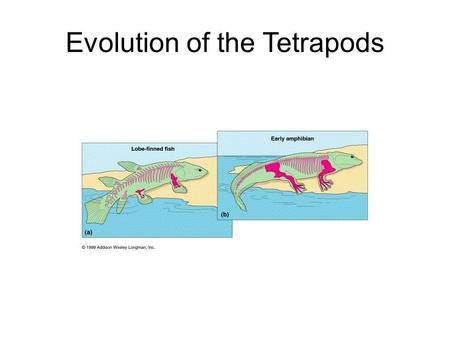 Evolution of the Tetrapods