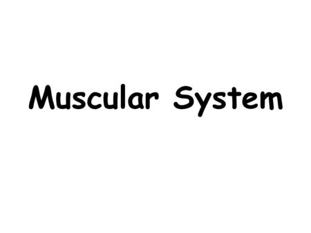 Muscular System.