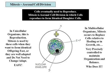 Mitosis – Asexual Cell Division Cells eventually need to Reproduce. Mitosis is Asexual Cell Division in which Cells reproduce to form Identical Daughter.