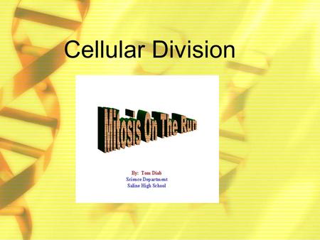 Cellular Division. Cell Function Every human cell has a specific function in supporting the total body. Some differences are obvious, as in nerve cells,