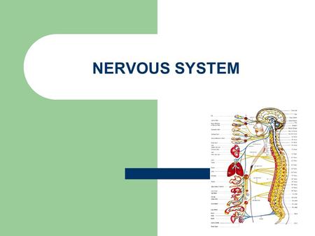 NERVOUS SYSTEM.