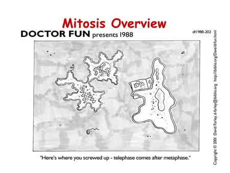 Mitosis Overview. Objectives Name and describe the two types of reproduction. Explain what happens during the cell cycle. Explain what happens in the.