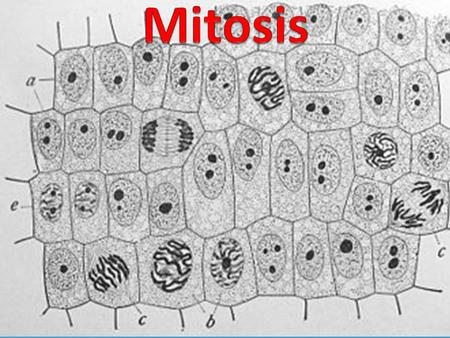 Mitosis.