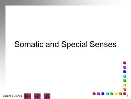 Somatic and Special Senses