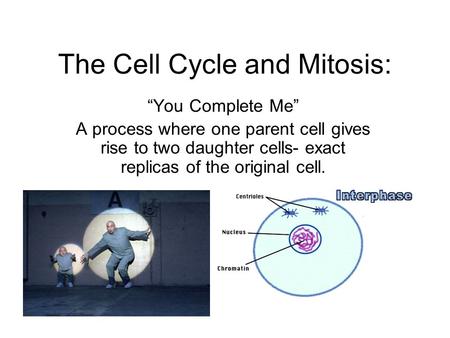 The Cell Cycle and Mitosis: