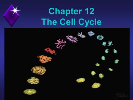 Chapter 12 The Cell Cycle.