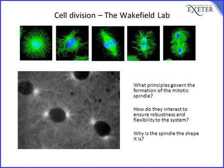 What principles govern the formation of the mitotic spindle? How do they interact to ensure robustness and flexibility to the system? Why is the spindle.