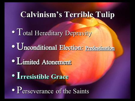 Calvinism’s Terrible Tulip. “A man is not saved because he believes in Christ; he believes in Christ because he is saved” ( L. Boettner; The Reformed.