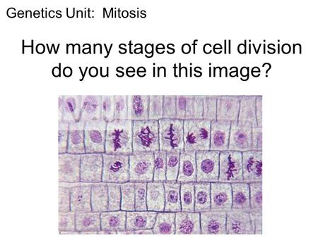 How many stages of cell division do you see in this image?