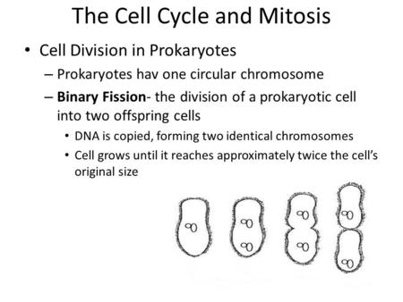 The Cell Cycle and Mitosis