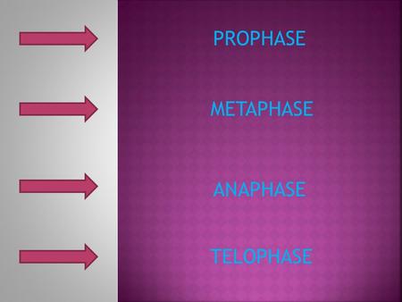 PROPHASE METAPHASE ANAPHASE TELOPHASE.  Chromosomes condense and nucleoli disappear  Each duplicated chromosome becomes visible as distinct sister chromatids.