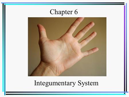 Chapter 6 Integumentary System.