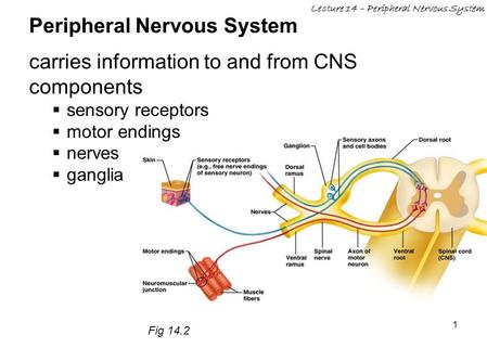 Peripheral Nervous System