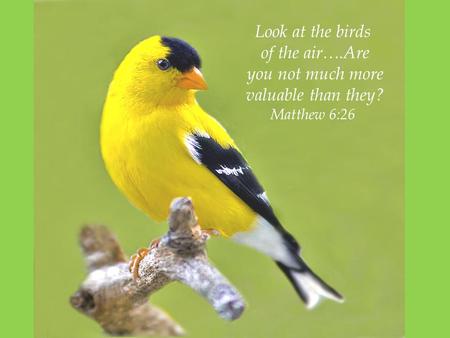 Look at the birds of the air….Are you not much more valuable than they? Matthew 6:26.