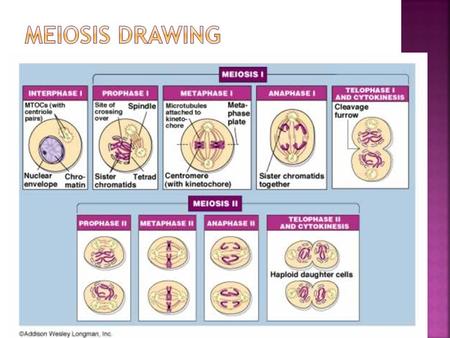  Cells Alive-    Meiosis animation  tA.