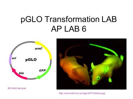 pGLO Transformation LAB AP LAB 6  BIO-RAD lab book pGLO ori bla GFP araC.